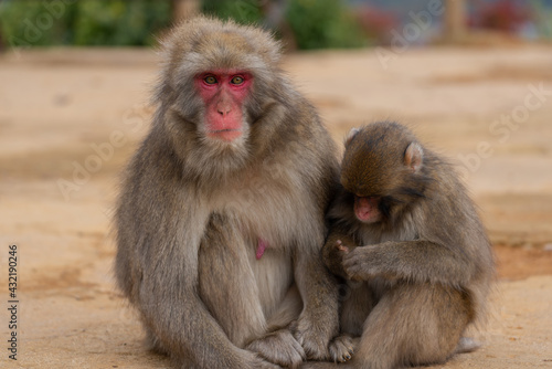 Japanese macaque family in Arashiyama, Kyoto. © exs