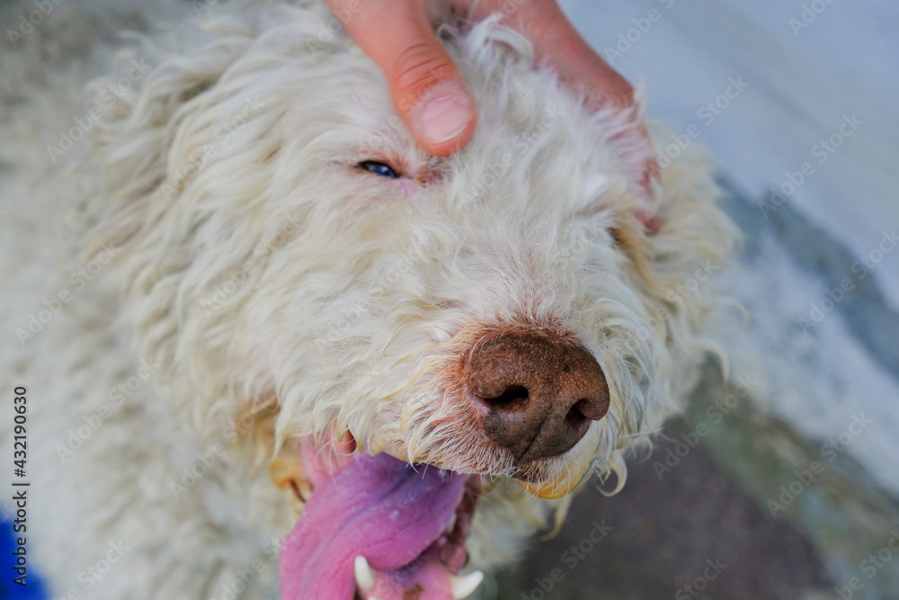 cute gray dog's muzzle close-up with tongue out of the mouth. hands cuddling dog. lagotto romagnolo dog's breed