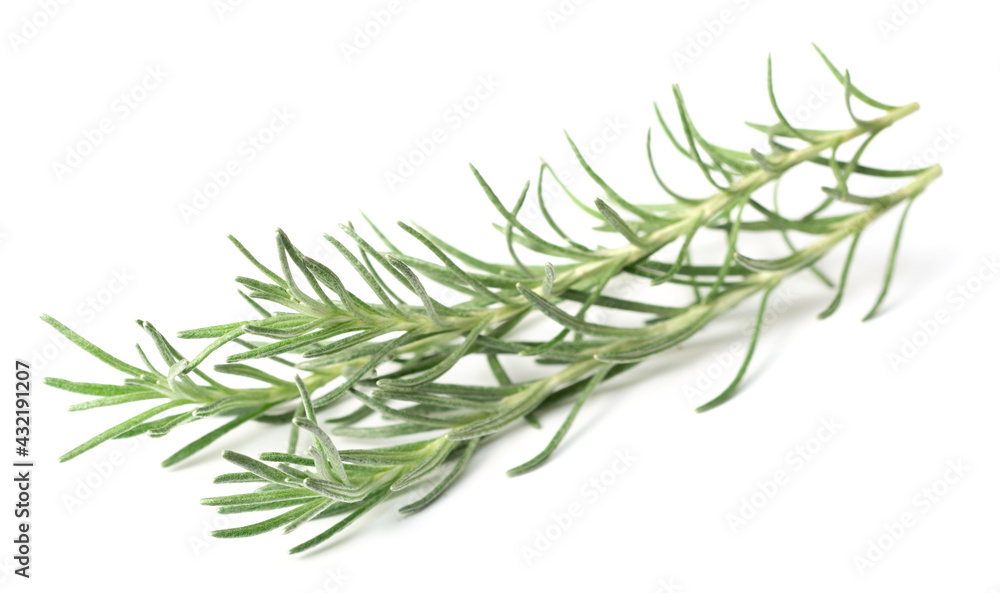 Fototapeta premium fresh herb, curry plant isolated on white background
