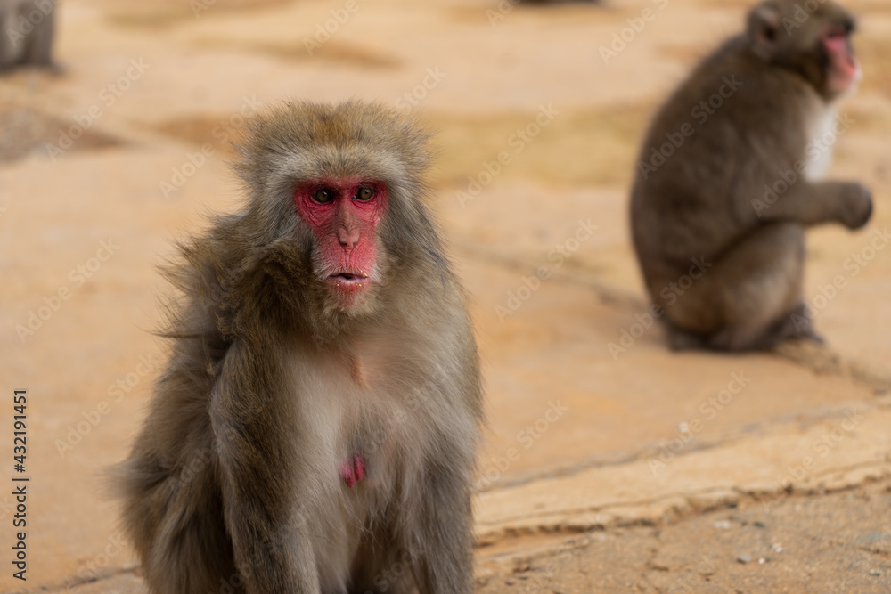 Naklejka premium Japanese macaque in Arashiyama, Kyoto.