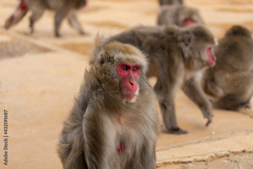 Naklejka premium Japanese macaque in Arashiyama, Kyoto.