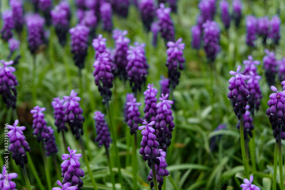 Muscari armeniacum or grape hyacinth in spring garden Muscari armeniacum or grape hyacinth in spring garden