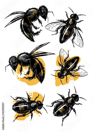 Set of black and white bees on the white background