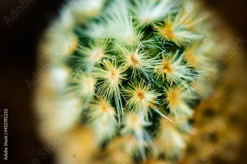 Cactus macro needles background. Macro.