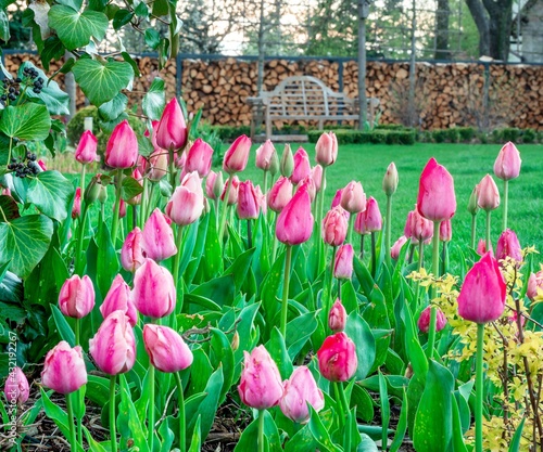 Tulipany w pięknym ogrodzie 