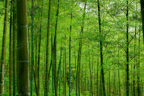 Green bamboo forest in rainy days.