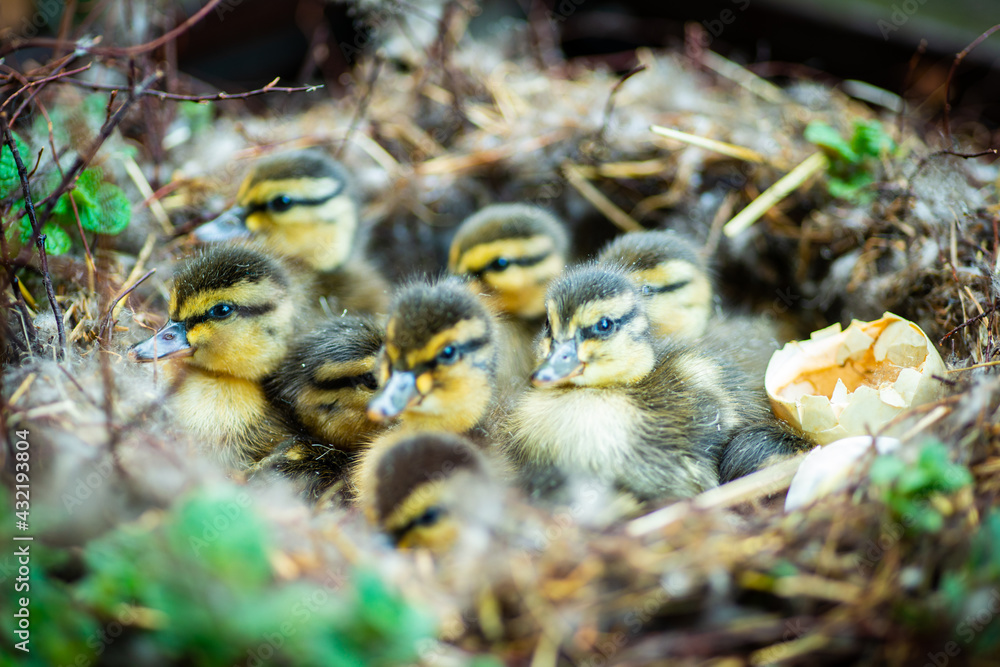 Fototapeta premium Küken im Nest