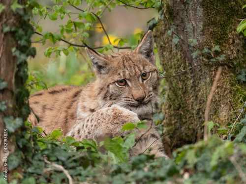 Lynx couché dans la végétation © Wildpix imagery