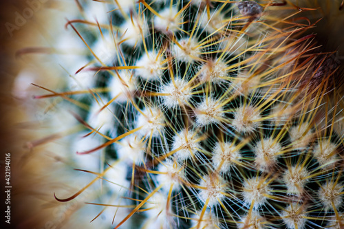 Cactus macro needles background. Macro.
