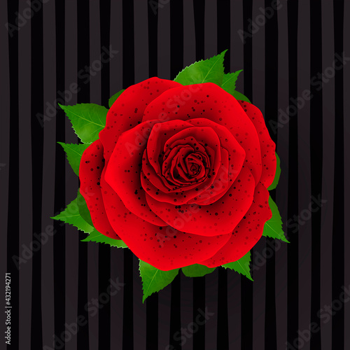 3D Fototapete Rosen - Fototapete Beautiful realistic rose design illustration isolated on stylish background 3d images Illustration