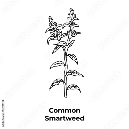 Flowering plant in the buckwheat family common smartweed