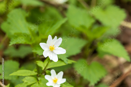 Wood anemone flower in the forest on a springtime background with copy space.