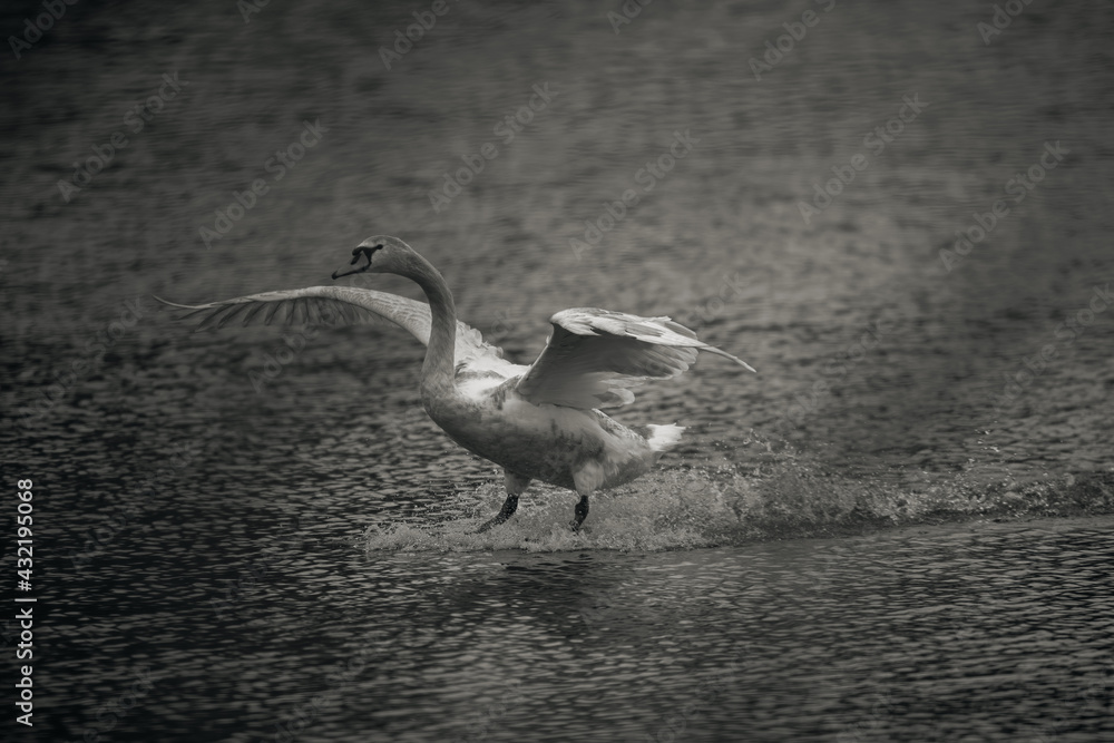 Obraz premium big swan on the pond