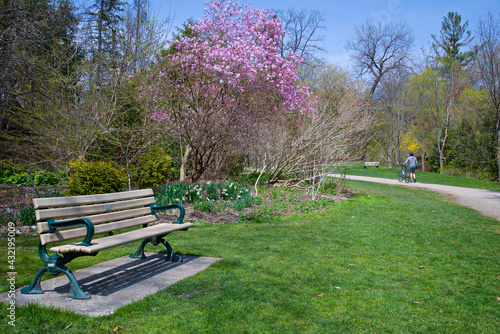 Adult man walking in the park with a bicycle in springtime with blooming pink crab apple tree