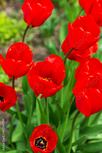 tulip, red, flower, spring, flowers, nature, green, tulips, garden, field, plant, blossom, flora, bloom, summer, beauty, beautiful, color, poppy, floral, petal, season, colorful, sunlight, agriculture