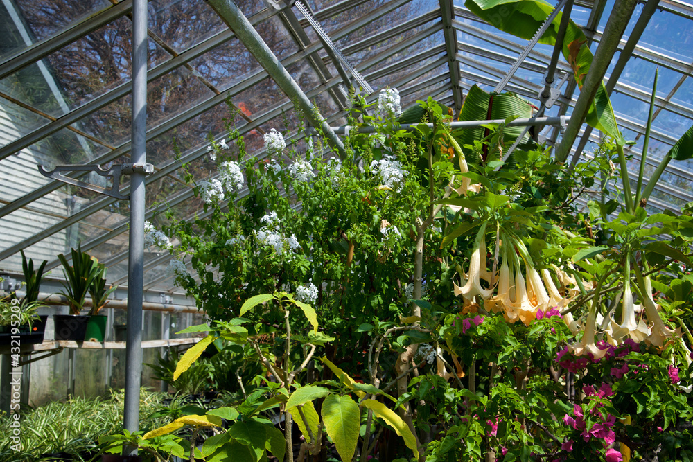 Panoramic view of a greenhouse with growing plants Panoramic view of a greenhouse with growing plants