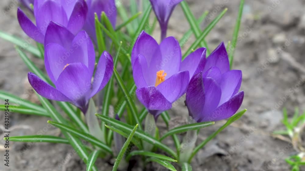 ant on a crocus,ant climbs on crocus flowers in spring ant on a crocus,ant climbs on crocus flowers in spring