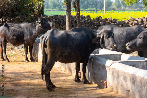 Domestic water buffalo in rural village