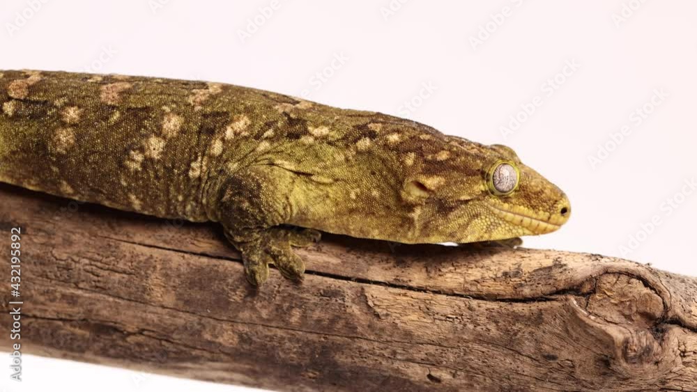 tokay gecko crawling along wooden log 120fps tokay gecko crawling along wooden log 120fps