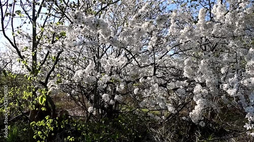 Cherry tree blossom in spring in wind