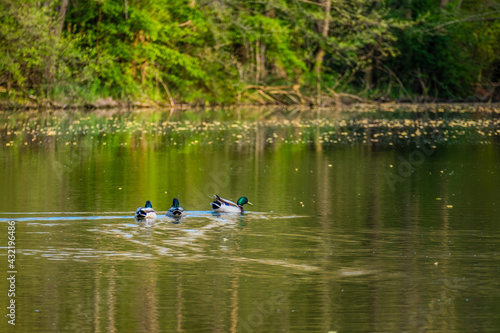 Enten schwimmen im Waldsee
