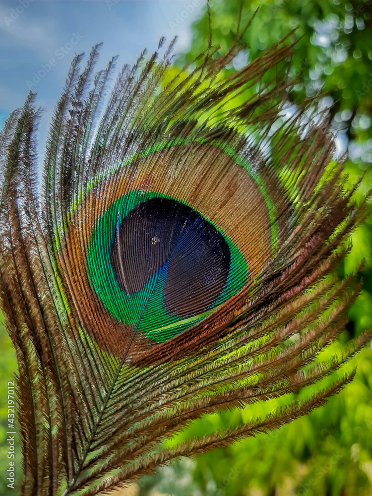 Obraz premium Peacock Feather Beautiful