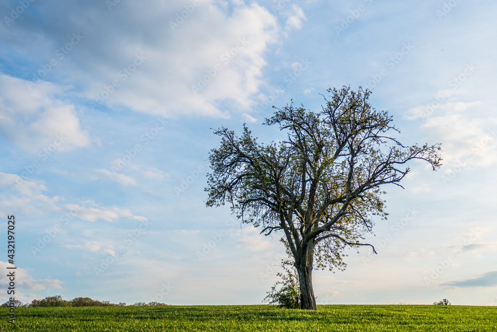 Obraz premium Obstbäume im Frühjahr