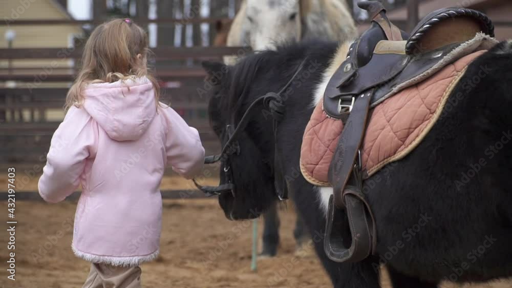A beautiful girl walks with a pony. Child take care of the pet. A man and a horse on the ranch walk in a paddock with reins. High quality FullHD footage