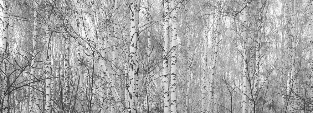 Fototapeta premium Young birch with black and white birch bark in spring in birch grove against background of other birches