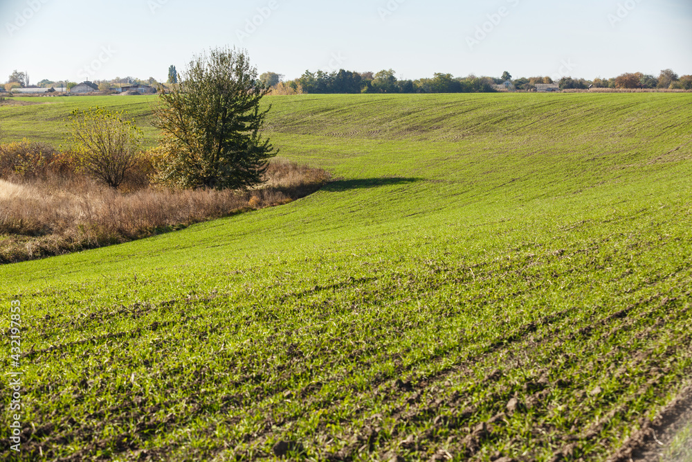 Sprouts of winter wheat sprouted in an endless field