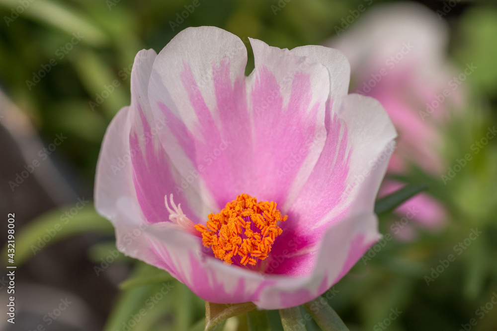 PINK FLOWER WITH POLLEN GRAINS MACRO CLOSEUP SHOT PINK FLOWER WITH POLLEN GRAINS MACRO CLOSEUP SHOT