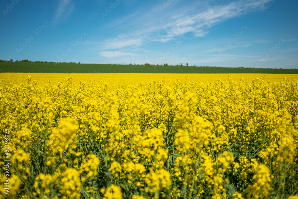 Rapeseed's field and a blue sky