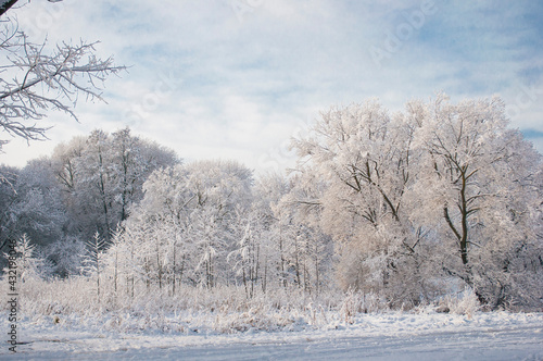 Wallpaper Mural trees in the snow Torontodigital.ca