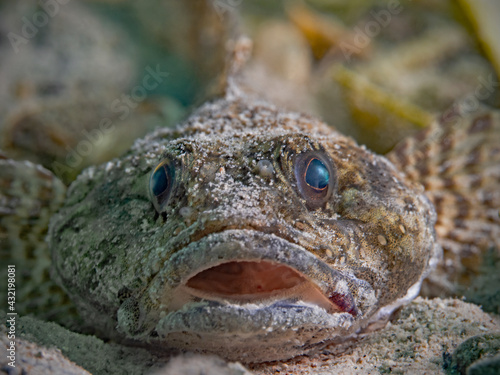 Принти на полотні European bullhead portrait underwater (Cottus gobbio)