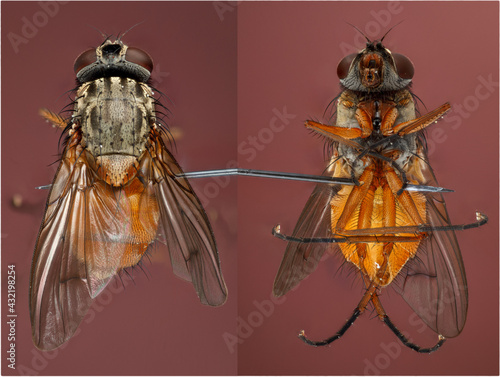 mouche domestique (Musca domestica) en macro focus stacking 7X photo