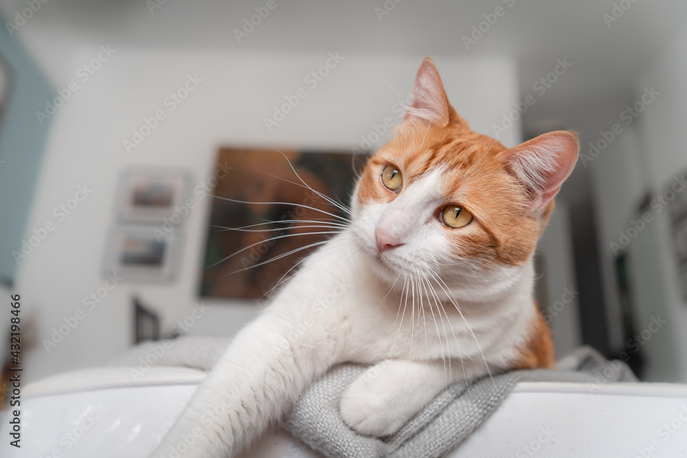 close up. brown and white cat with yellow eyes lying on a white sofa close up. brown and white cat with yellow eyes lying on a white sofa