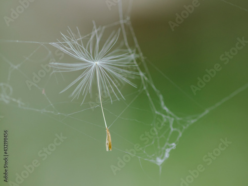 Dandelion flying seeds in spider web