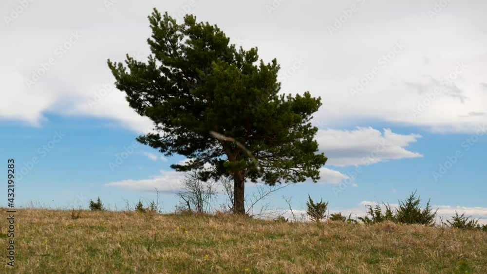 Single pine tree on the top of the mountain, strong spring wind blowing the tree. Single pine tree on the top of the mountain, strong spring wind blowing the tree.
