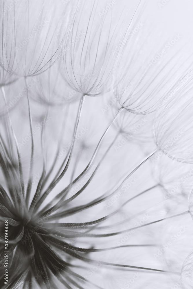 Abstract macro photo of dandelion seeds