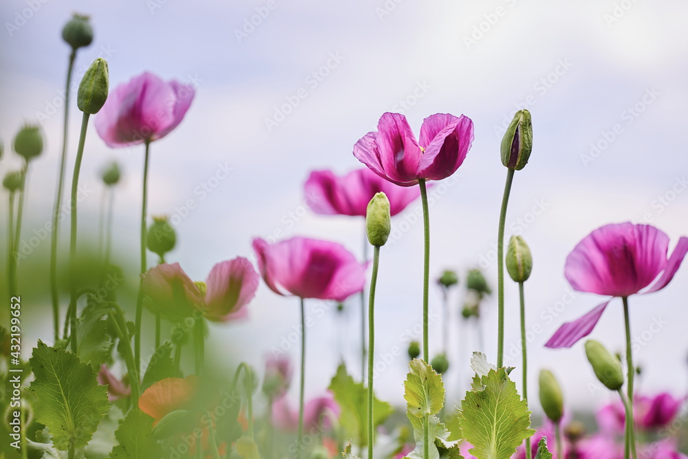 Purple and red poppies blooming