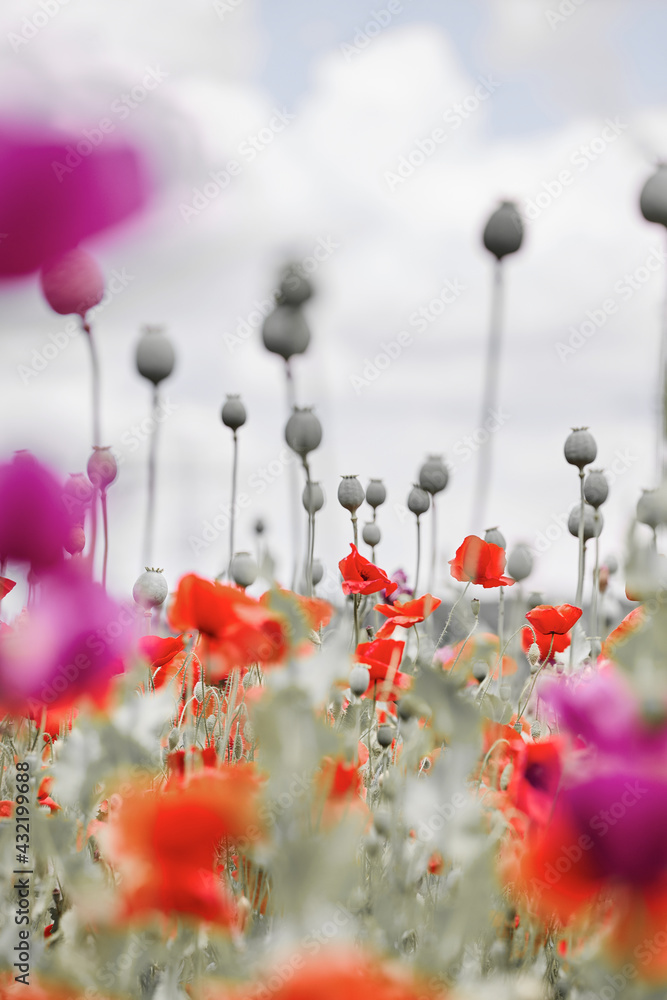 Purple and red poppies blooming