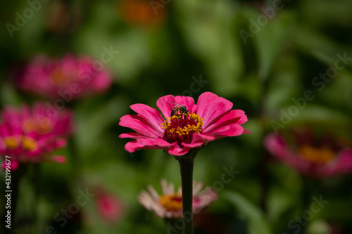 Bees in scenic flowering gardens. Healthy Environment. Selective Focus and Blured Backgrouns. Vibrant colors of spring time.