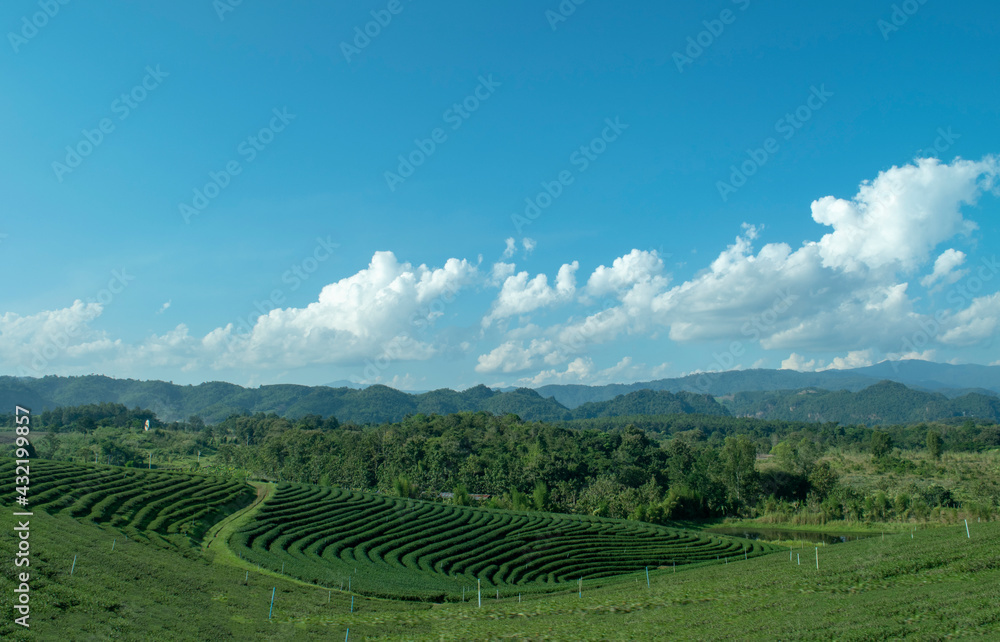Beautiful landscape view of green tea plantation with mountain and sky background