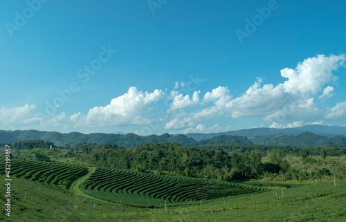Beautiful landscape view of green tea plantation with mountain and sky background
