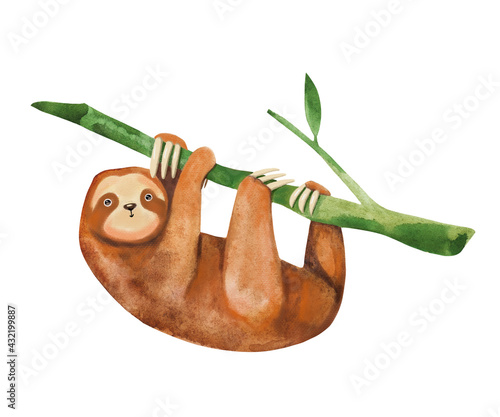 Cute adorable character sloth hanging on a tree of eucalyptus. Marsupial mammal and symbol of slow life and laziness.