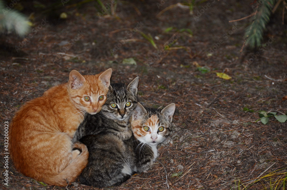 Fototapeta premium three kittens