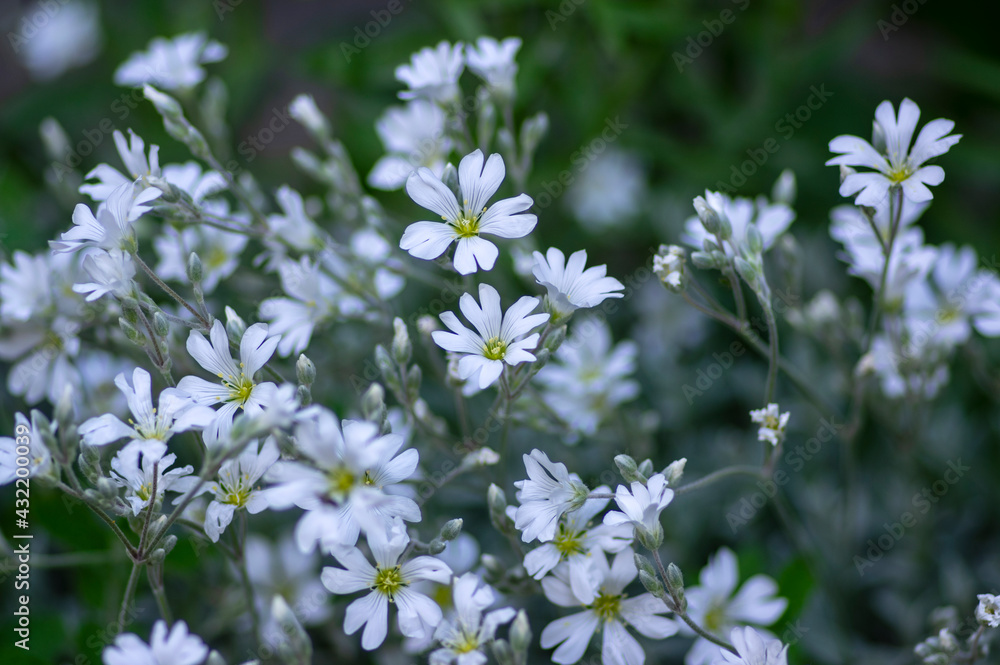 Cerastium tomentosum snow in summer flowers in bloom, group of flowering plants with white petals in ornamental garden Cerastium tomentosum snow in summer flowers in bloom, group of flowering plants with white petals in ornamental garden