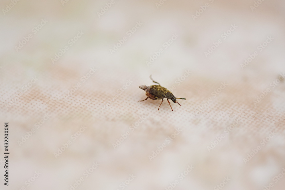 Obraz premium Bruchus pisorum isolated bug 