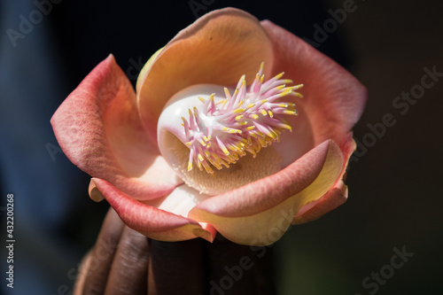 Aprikosenfarbige duftende Blüte eines Kanonenkugelbaumes. photo