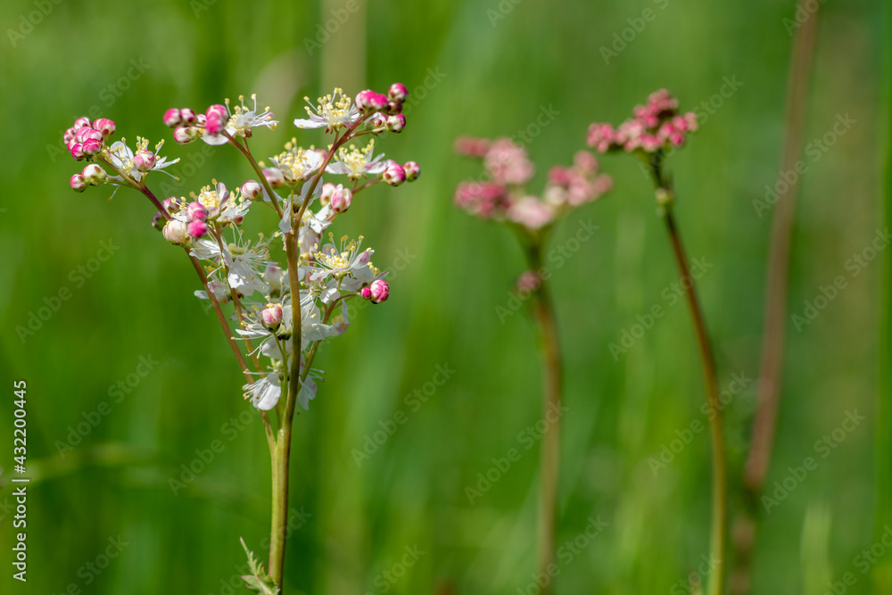 Filipendula vulgaris fern-leaf dropwort white flowering plant on the meadow, detail of flowers in bloom Filipendula vulgaris fern-leaf dropwort white flowering plant on the meadow, detail of flowers in bloom